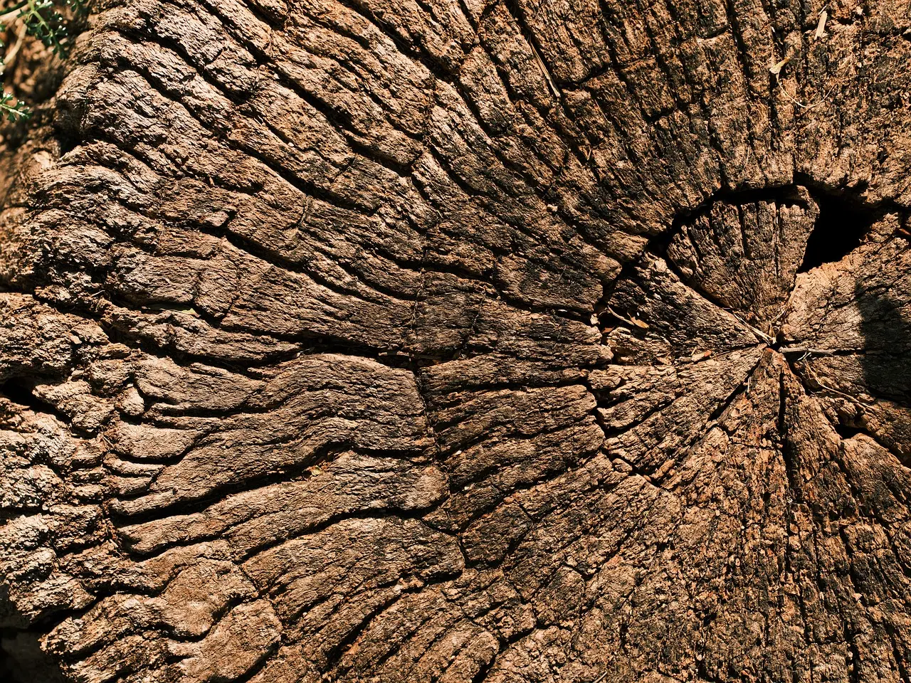 Close-up of a natural tree trunk representing responsibly sourced timber used in FSC-certified wood products.