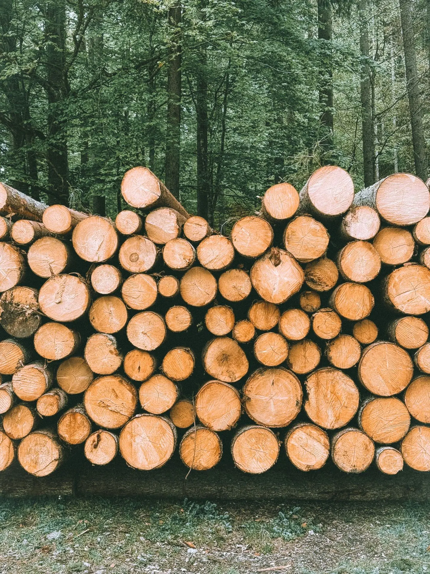 Responsibly sourced timber logs stacked in a managed forest for sustainable wood sourcing and bespoke furniture manufacturing.