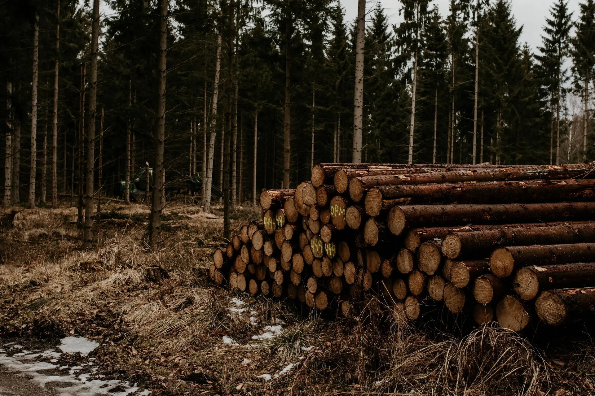 Harvested timber logs in a managed forest illustrating responsible forestry and sustainable wood sourcing for furniture manufacturing.